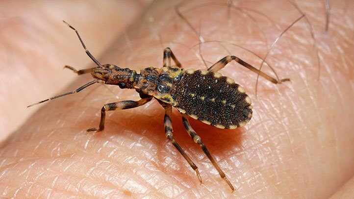 a close up of a kissing bug